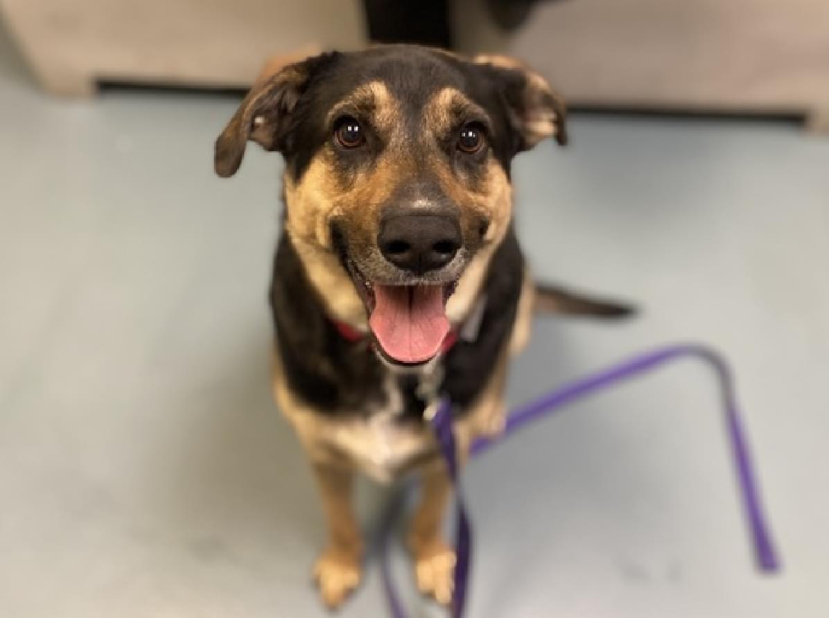 Smiling Damon #139708, once safe in his home, now @nycacc to die Tuesday for a human's sudden “severe allergies”. Not surprisingly he’s terrified, not coping, attempting to bite/snap. Loves toys, bones, balls. Pledges <a href="/TomJumboGrumbo/">Keith Olbermann's Dogs</a> PLEASE RT DAMON! facebook.com/mldsavingnycdo…