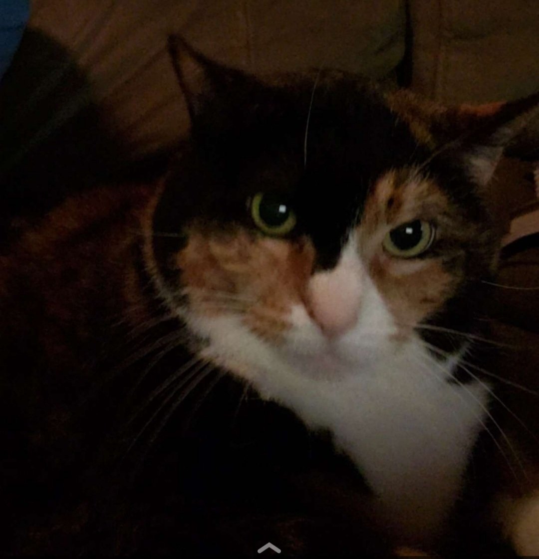 L1fe_Alert's tweet photo. I just wanted this photo of my cat on Twitter. There's no reason why, simply wanted it. If somehow it got -4 likes, it would still remain. You all can caption it amongst yourselves. My personal favorite "Texas is wanting to FaceTime"
PS: Texas is the name of my cat https://t.co/C5MWBd0Lph