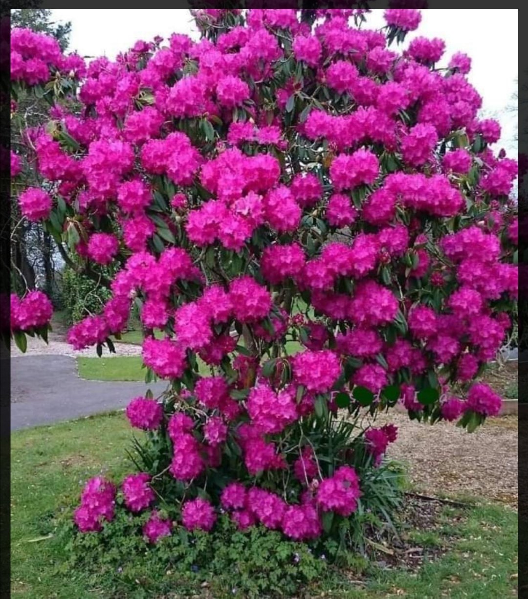 Рододендрон куст