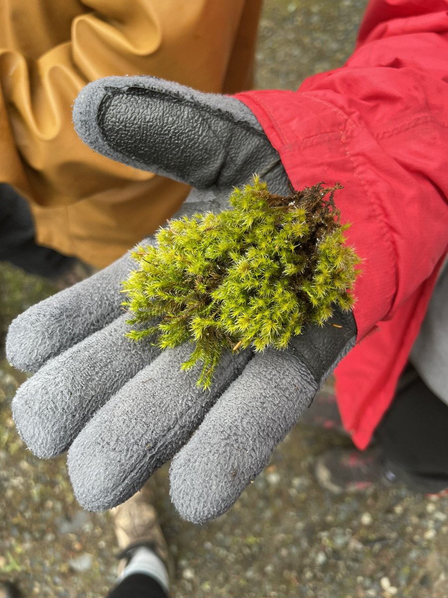 bayla_crown's tweet photo. Collecting artifacts at #maplemountain today as we witness the Cowichan valley. @smuqwaclan @bay_nature @kondrik4 @bw_simmons https://t.co/EEcq3fcheQ