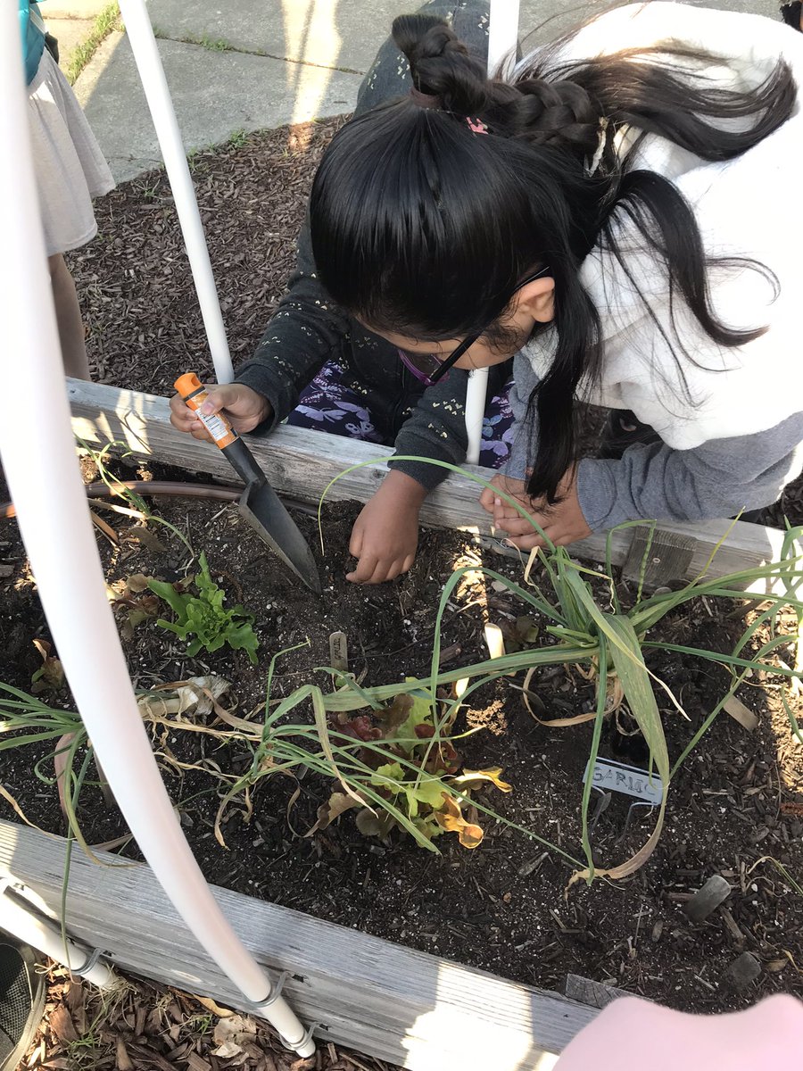 Loved seeing our 3rd graders working in the garden with Ms. Tenisha!  Thank you for your support, <a href="/FoodShuttle/">Food Shuttle</a> <a href="/MECME_School/">MillbrookElem</a> #schoolgarden #Earthday #intercropping