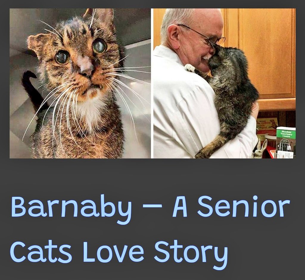 Samson🐱 BeKind on Twitter "💓😻Barnaby A Senior Cats Love Story 