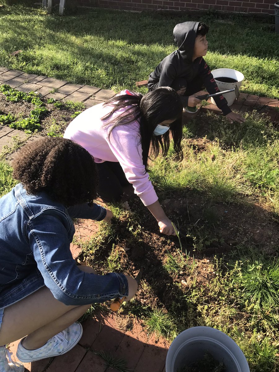 Taking care of our in ground bed with Ms Tenisha. Weeding superstars!  #covercrop #EarthDay2022 #learningoutside <a href="/MECME_School/">MillbrookElem</a> <a href="/FoodShuttle/">Food Shuttle</a>