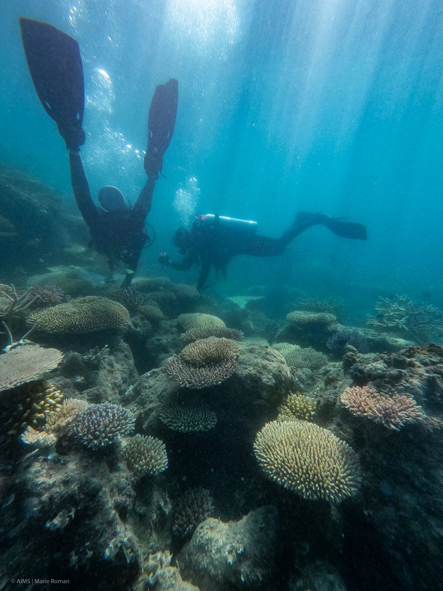 la__cientifica's tweet photo. Looking for a #PhD ? Interested in molecular ecology, field+experiments+modelling on  #coralreefs? #UWA has nat/int scholarships available - deadlines Aug &amp; Oct. DM/email me if interested in joining my group at @minderoo and @uwaoceans 

https://t.co/UzSQ2WHEbw https://t.co/ZzQao8ehgE