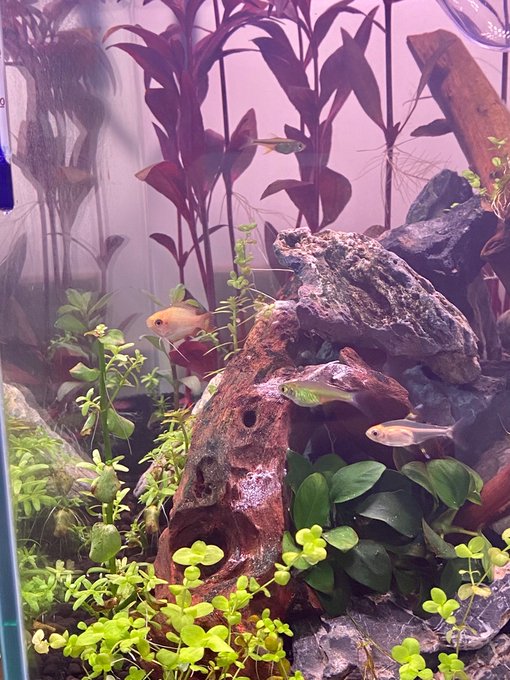 ゴールデンハニーのtwitterイラスト検索結果