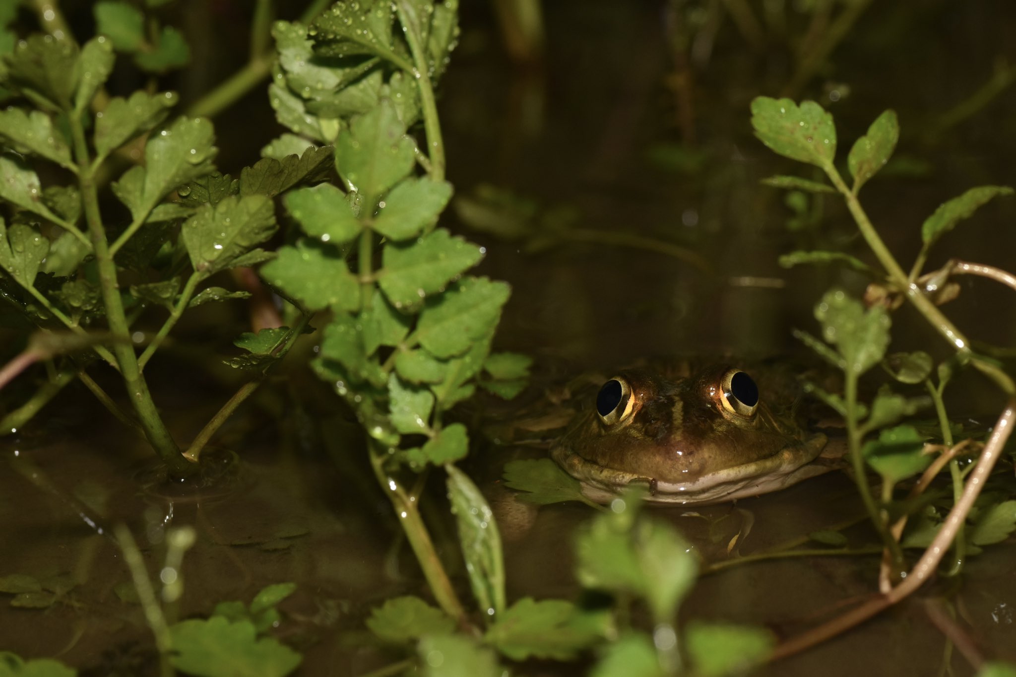 広島大学いきもの会 大きく力強い鳴き声を湿地に響かせる トノサマガエルのオスです 繁殖期のオスは身体が金色がかり まさしくひょうきんな殿様といった様子になります 身近なカエルの代表種でしたが 主な生息 産卵場所であった水田環境の減少や変化