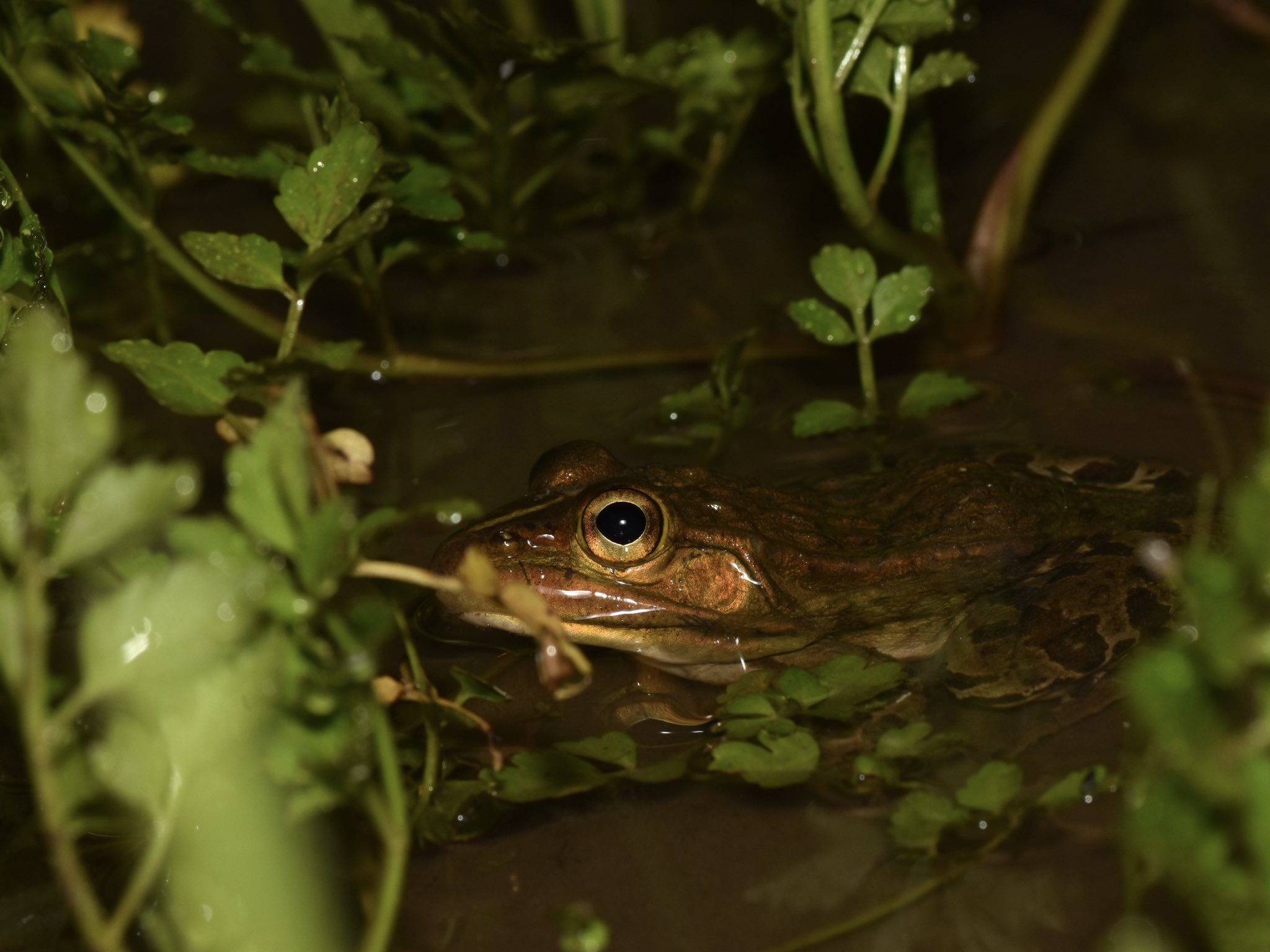 広島大学いきもの会 大きく力強い鳴き声を湿地に響かせる トノサマガエルのオスです 繁殖期のオスは身体が金色がかり まさしくひょうきんな殿様といった様子になります 身近なカエルの代表種でしたが 主な生息 産卵場所であった水田環境の減少や変化