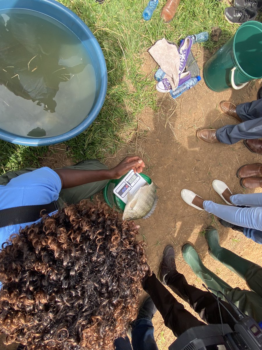 NetsayiMudege's tweet photo. Touring Mr and Mrs George Mwila’s farm integrated #aquaculture agriculture smallholder farm with the Minister of Fisheries and Livestock in #Mbala #Zambia. Fish farming is big business @WorldFishCenter @MusikaZambia https://t.co/C5Y8BQzBKd