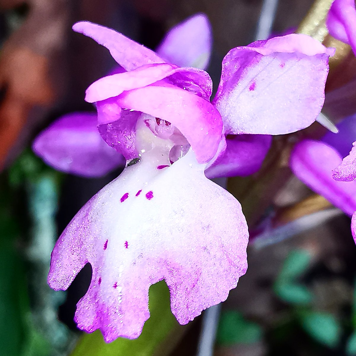 felix_7d's tweet photo. #orquideasenlanieve https://t.co/tJP9fDM8ZF
