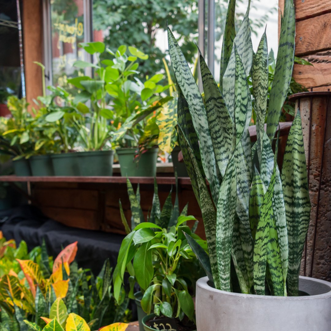 Find us at Dom's Market this weekend! Saturday, April 23 from 11am - 2pm. BIG SALE!! All plants = 20% OFF and All pots = 50% OFF! 📍 2730 N. Halsted St. Chicago, IL 60614. #PlantTruckChicago
