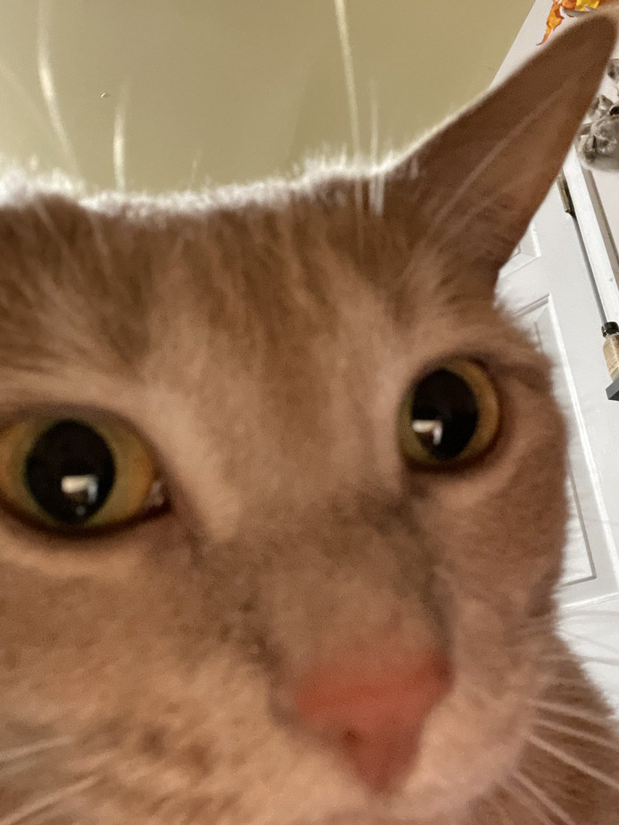 smiff sniffsn iff 
#cat #CatsOfTwitter #cats