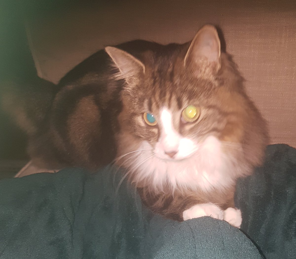 KingFidi's tweet photo. Possessed? 
#CatsOfTwitter #cats #CatsOnTwitter https://t.co/iLJS10QObq