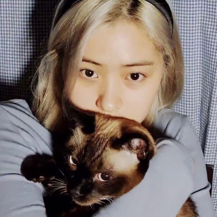 dailysrj's tweet photo. cat with a cat https://t.co/PBbXOqNruS