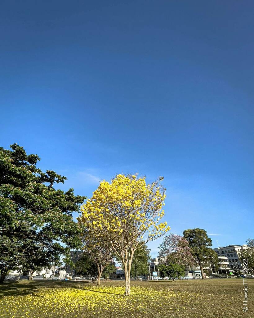 howsiett's tweet photo. Saw this poui tree on the way home last night and had to stop this morning to capture…
.
.
#shotoniphone
#iphone12ProMax
#iphonography
#poui
#yellowpoui
#flowers
#Life
#photojournal
#yourshotphotographer 
#experiences 
#trinidadandtobago 
#shotofthed… https://t.co/pd7mKq9Yba https://t.co/C5xUIkDzjZ