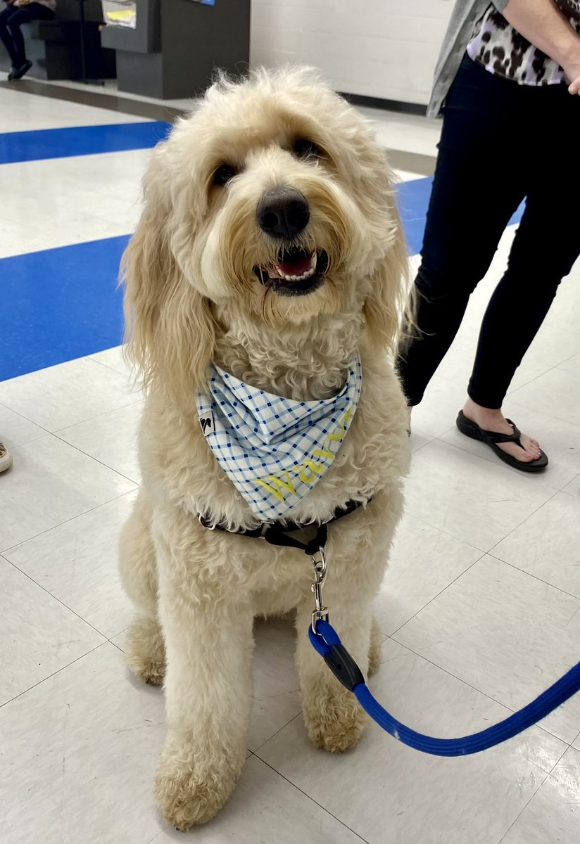 THSWavely's tweet image. Today was a very good day @TupeloHigh 🐾💙💛🐾