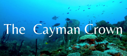 Discover more about this unique #reef called #CaymanCrown found in both Guatemala and Southern Belize discovered back in 2014 by our team <a href="/HealthyReefs/">Healthy Reefs</a> alongside local fishermen.

bit.ly/3vA1J3J
