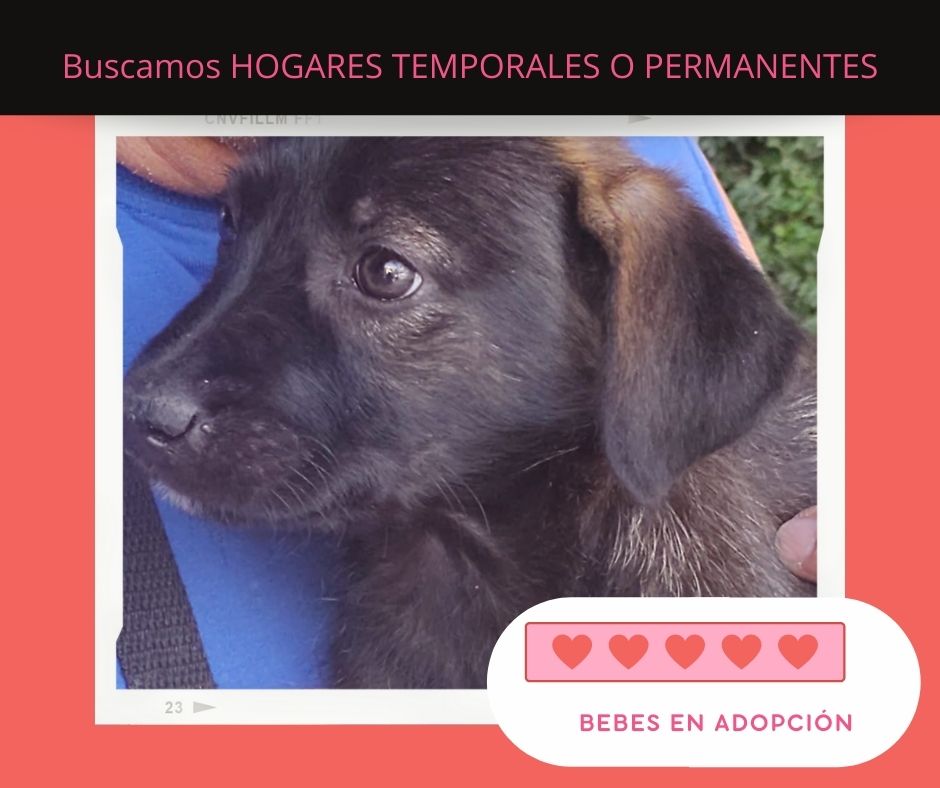 VIBRAmascotas's tweet photo. ¿Les das una oportunidad? Quedan 7 bebés. Buscamos URGENTE hogares temporales o permanentes. Hay hembras y machos. Son muy hermosos y tiernos, necesitan mucho amor y familias que los amen para siempre: 5548724347 Adopta con el corazón ❤️ https://t.co/ME8z1U5VPo