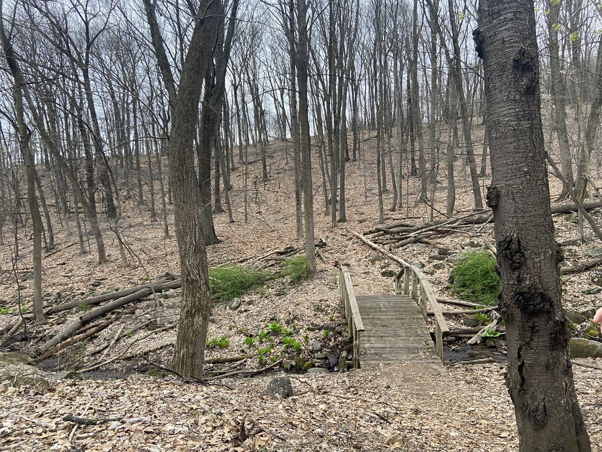 sarahwil393's tweet image. Seeing some green on a walk around the mountain! #ees028