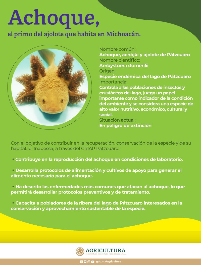 Agricultura_mex's tweet photo. ¿Habías escuchado sobre el #achoque? 🥰💖
👉🏾https://t.co/WSX5fjtKVs
#LaPescaYAcuaculturaOrgulloDeMéxico https://t.co/p8JSIcSwfG
