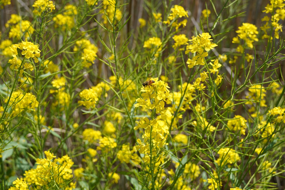 dpseti's tweet image. 休みだから散歩してきた。空気が気持ち良い。