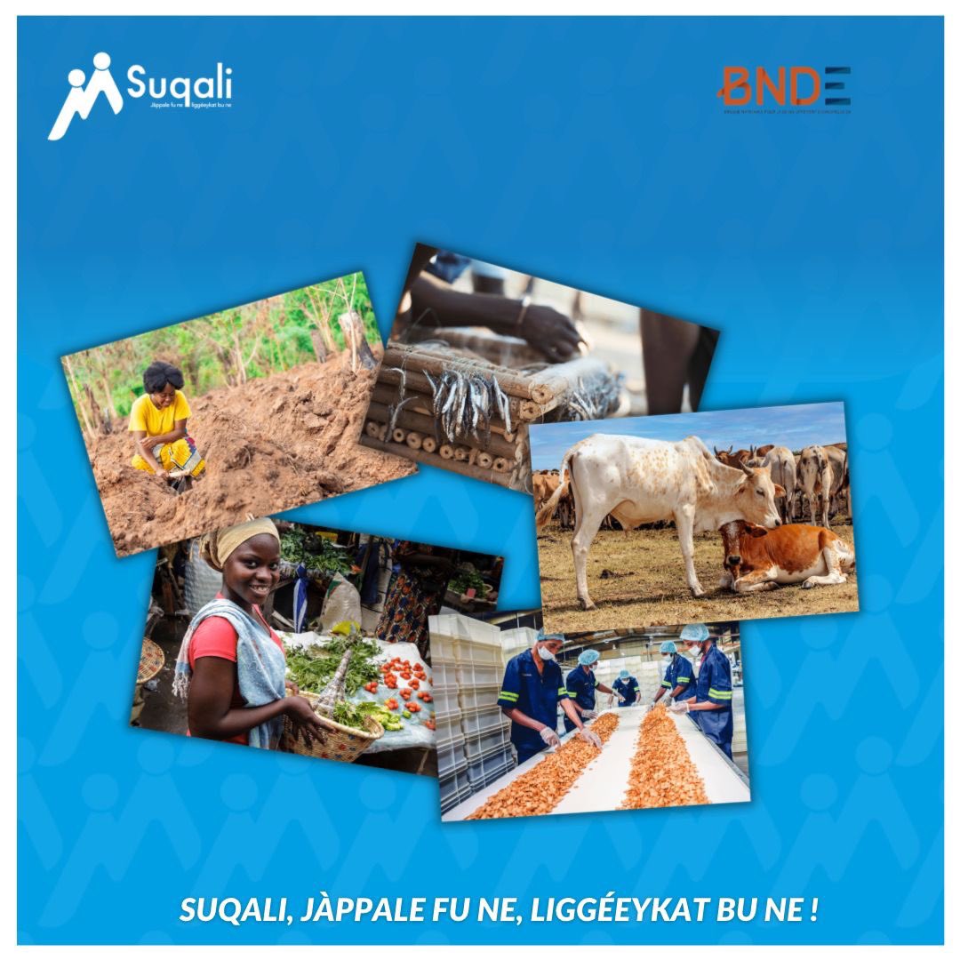 Nous sommes fiers de compter la BNDE | Banque Nationale pour le Développement Economique parmi les Partenaires de Mise en Œuvre (PMO) de Suqali.

𝘚𝘶𝘲𝘢𝘭𝘪, 𝘑à𝘱𝘱𝘢𝘭𝘦 𝘧𝘶 𝘯𝘦, 𝘭𝘪𝘨𝘨é𝘦𝘺𝘬𝘢𝘵 𝘣𝘶 𝘯𝘦 !

#Suqali #PMO #Liggeey #Entrepreneuriat #Kebetu #financements