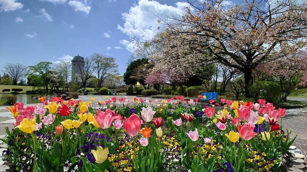 大池周辺のチューリップと桜が見頃です
#那須野が原公園
#那須野が原公園チューリップ
#那須野が原公園桜
#那須野が原公園花壇
#チューリップ
#桜
#さくら
#那須塩原市
#公園 instagr.am/p/CcoxYKzrYiF/