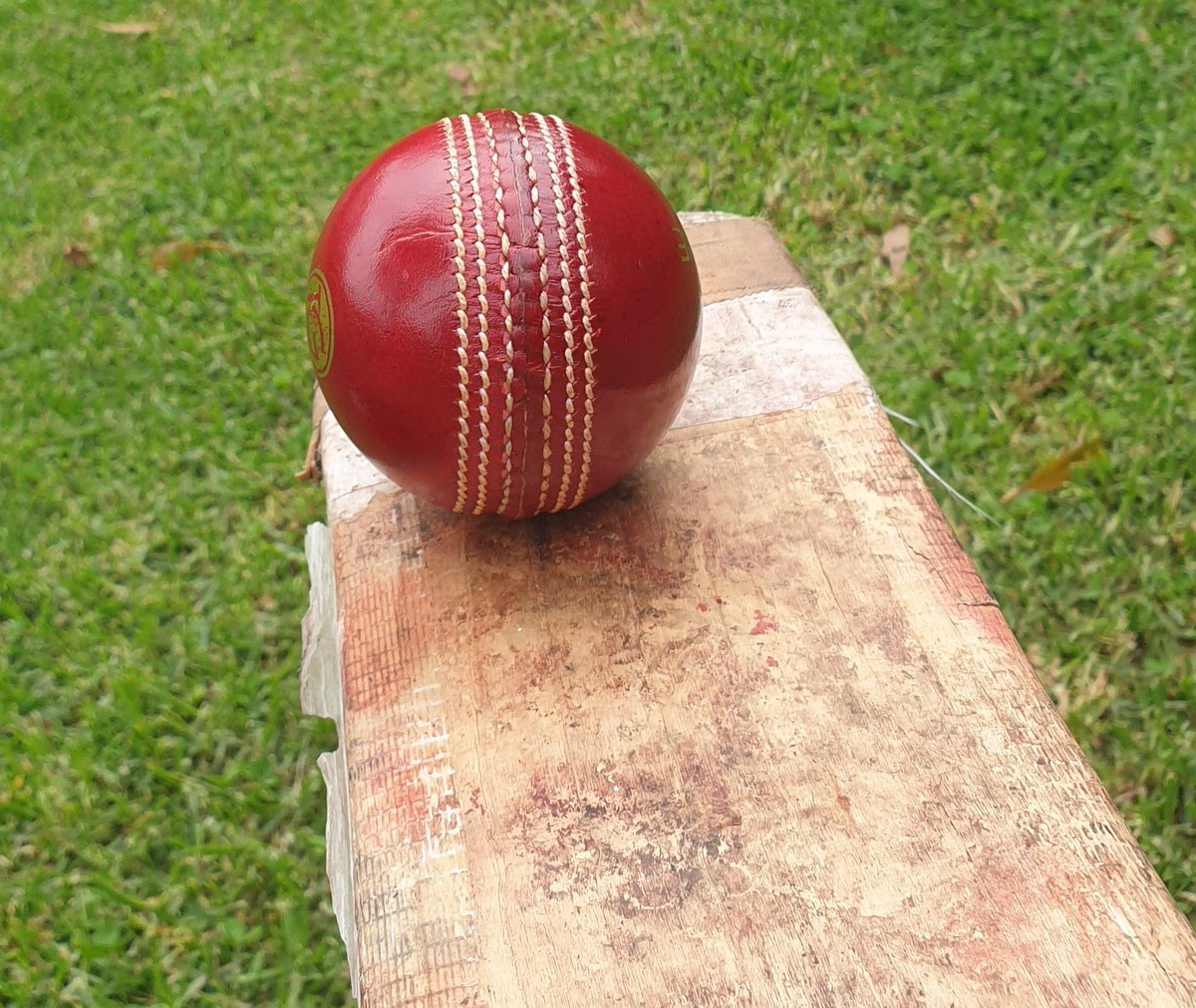 TheGameWallet's tweet image. A fresh cherry on an old willow - a beautiful sight!