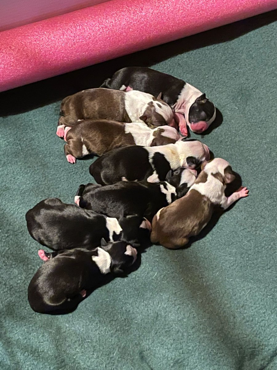 tennbostons's tweet photo. Josie had 9 beautiful Boston Terrier puppies. She has 7 girls and 2 boys, we are so proud of her. https://t.co/D5mB5G1YtY