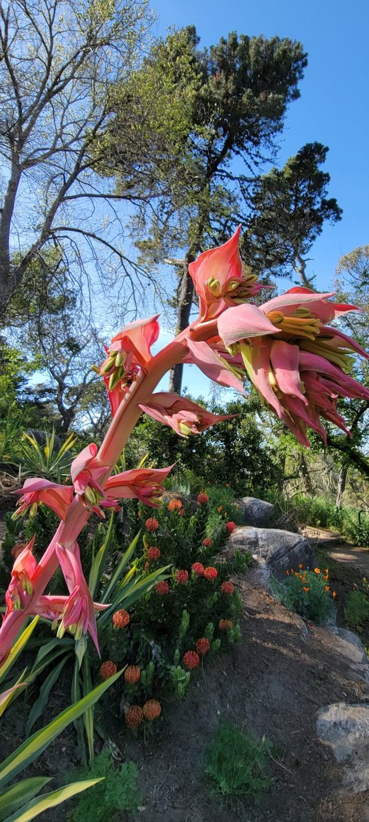 coastpac2's tweet image. #nature #NatureBeauty #Colors #Flowers #photo #photography #spring #trees #sky #poppy