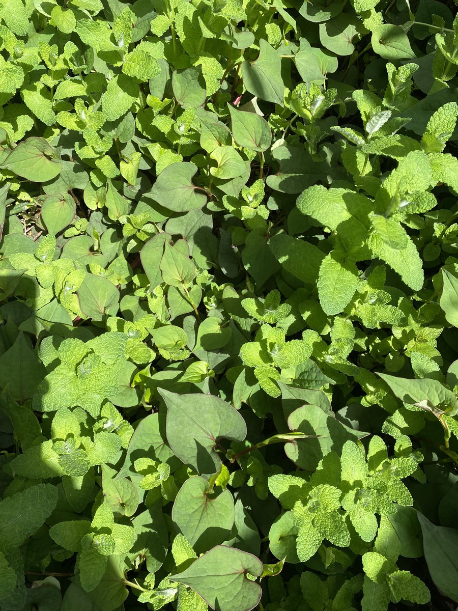 ドクダミに勝つ強い植物はある その植物の名前は ドクダミを駆除できる Minimemo