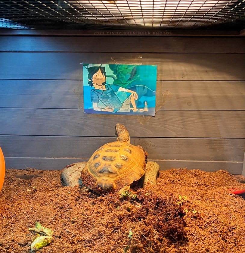 cindy_photos's tweet photo. Neil the Tortoise admiring his photo of @ChrisMcLeanShow @TotalDrama_Host from Total Drama Island. @NeilTheTortoise #photography #tortoise #turtle #SupermodelTortoise #ChrisMcLean #TotalDramaIsland https://t.co/aVYi2rbc5b