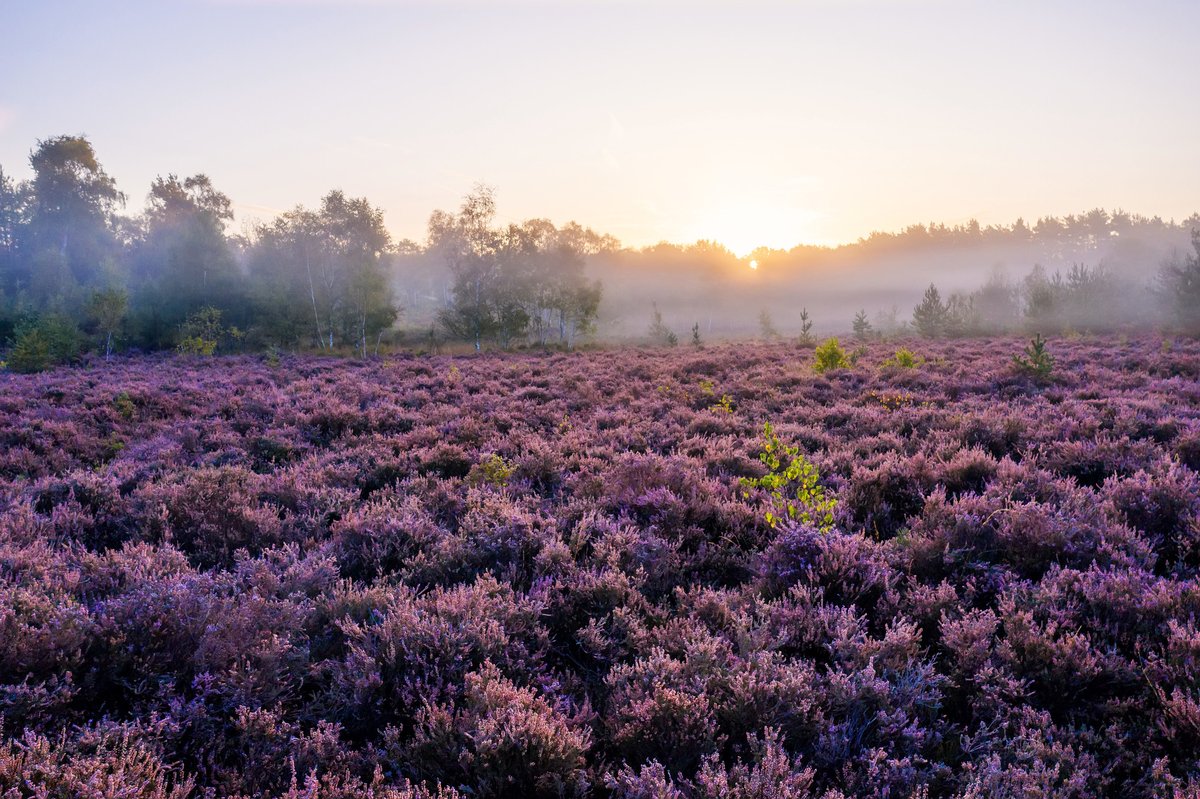 Revere_eco's tweet photo. We need to do more for nature. 41% of UK species have declined since 1971. #Revere aims to scale and accelerate progress towards #NatureRestoration targets by testing innovative new approaches to managing working landscapes.
#EarthDay2022 #NationalParks #NetZeroWithNature https://t.co/DkK2U0bKeQ