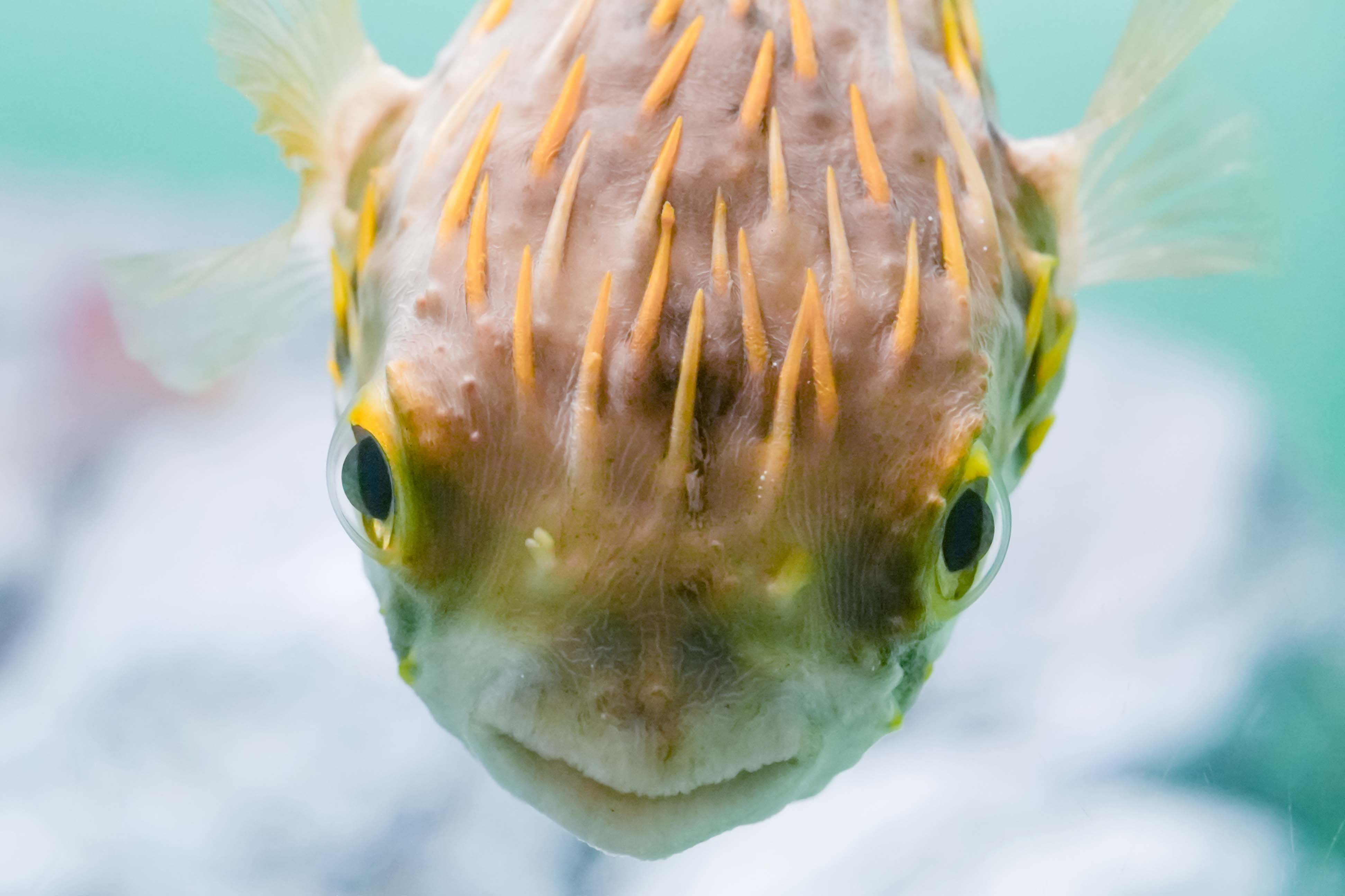 葛西臨海水族園 公式 今週もお疲れさまでした オーストラリア南部 サザングローブフィッシュ かさりん Tslp E T Co Btkbvbdxpd Twitter