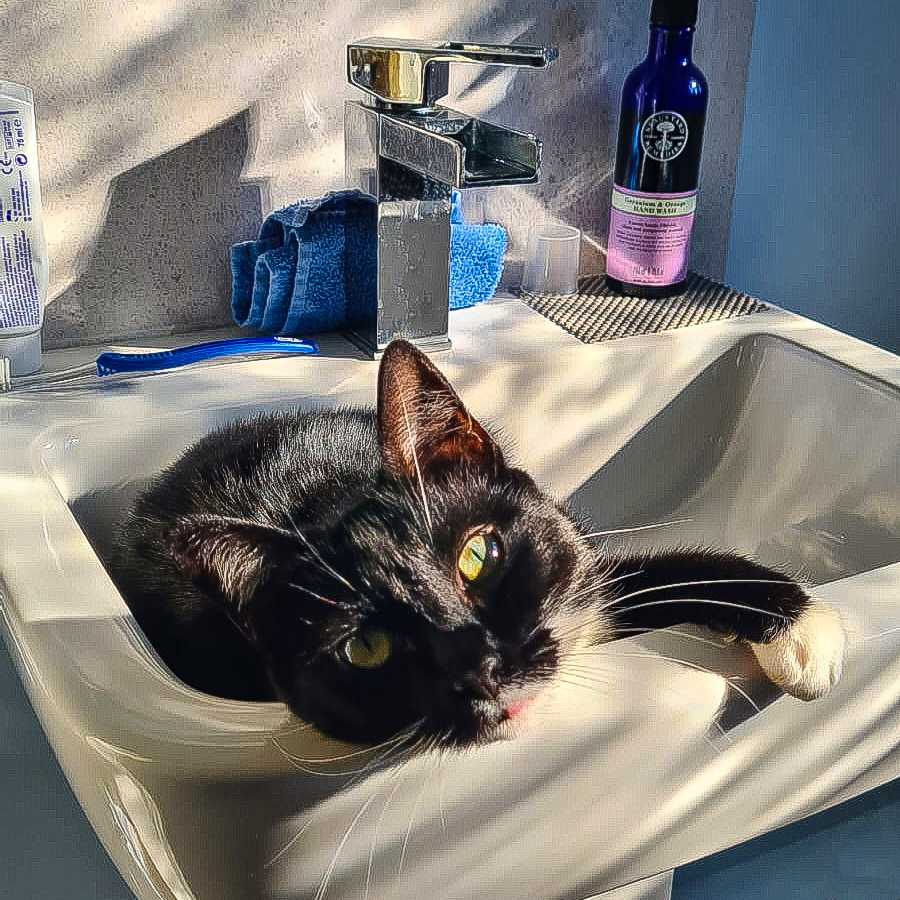 TrueFocus_UK's tweet photo. This is my cat Tilly. Today is definitely a chill out in a sink kind of day! 😀

#Norwich #cats #Fridayfeeling #CatsOfTwitter #Norwichbusiness #Norwichlife #Norfolk #relax #visitNorwich https://t.co/V1yWETedyc