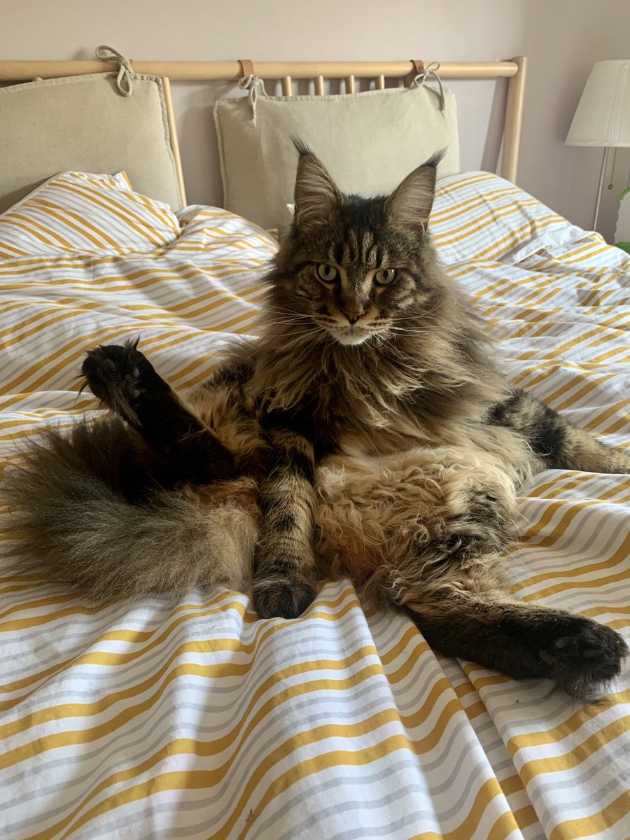 Jaspur1's tweet photo. Just time for a quick wash and brush up before the weekend starts. Happy Furday, pals. 😸🐾
#CatsOfTwitter #cats #furrytoebeans #mainecoon #fridaymorning https://t.co/5DnQP77gaY