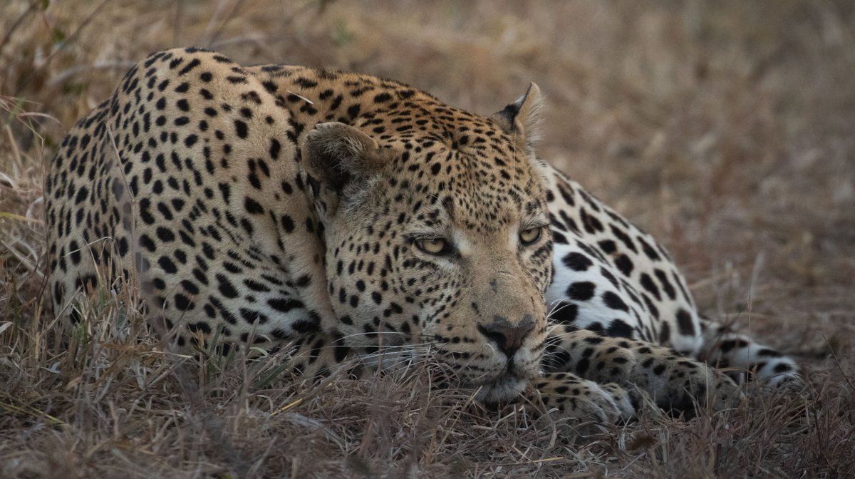A male leopard keeping one eye open as he scans a nearby waterhole at Sabi Sabi Bush Camp.

Photo: <a href="/yardleyafrica/">Matt Yardley</a> 

#WildEyeSA #Africa #Travel #BucketList #RevengeTravel #Wanderlust #TravelAfrica #Experience #Tourism  #SeeTheWorld #TravelJunkie #leopard #SabiSabi #SouthAfrica