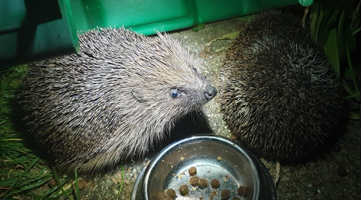 aparr666's tweet photo. Great to see this pair coming for dinner each evening, would have probably been three but unfortunately we found one dead on the road outside the house last week. #hedgehog #hedgehogs 🦔 https://t.co/z2oDK9ZZ9H