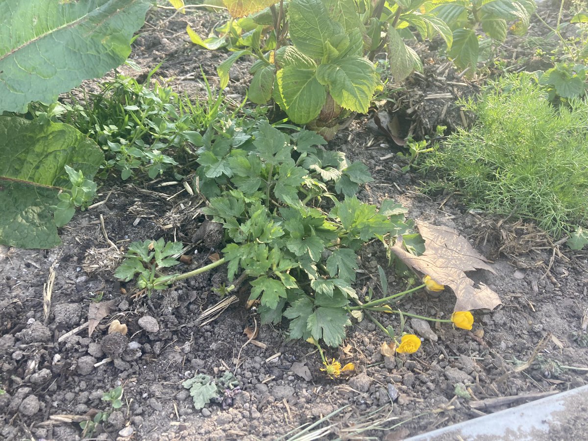 rinibiemans's tweet photo. De Rotonde #beukelsweg om de hoek is weer geschoffeld… gelukkig niet al te goed 😀 Hortensia’s zullen het zwaar krijgen deze zomer als ze geen water krijgen zo in de volle zon met kale aarde… https://t.co/0gRo2iGJDV
