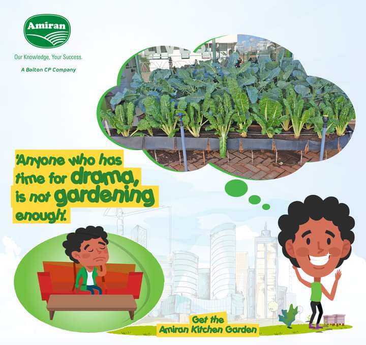 amiran_kenya's tweet image. #AMIRANKITCHENGARDEN 

STOP THE DRAMA AND GARDEN SOME MORE😀
The #PLOT10 comprises of:-
♦️A tank (100L)
♦️Drip irrigation with all accessories
♦️Mapal troughs 203020 5mX3m
♦️Handsprayer 1.5L
♦️Seeds (Kale and Spinach)
♦️Agrochemical ( 1 bottle for control of Aphids)
☎ 0800720720