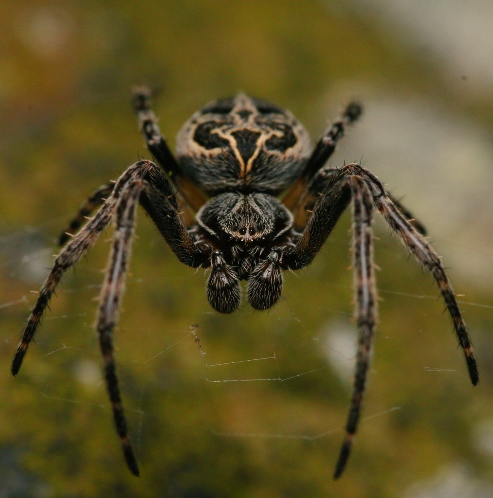 glynknapton's tweet photo. A strange one. A sub-adult male Larinioides sclopertarius, miles away from water. Not a species I've seen here before, in the 3 years I've been scouring the area.
@BritishSpiders #ukspiders https://t.co/z6i84PwEOx