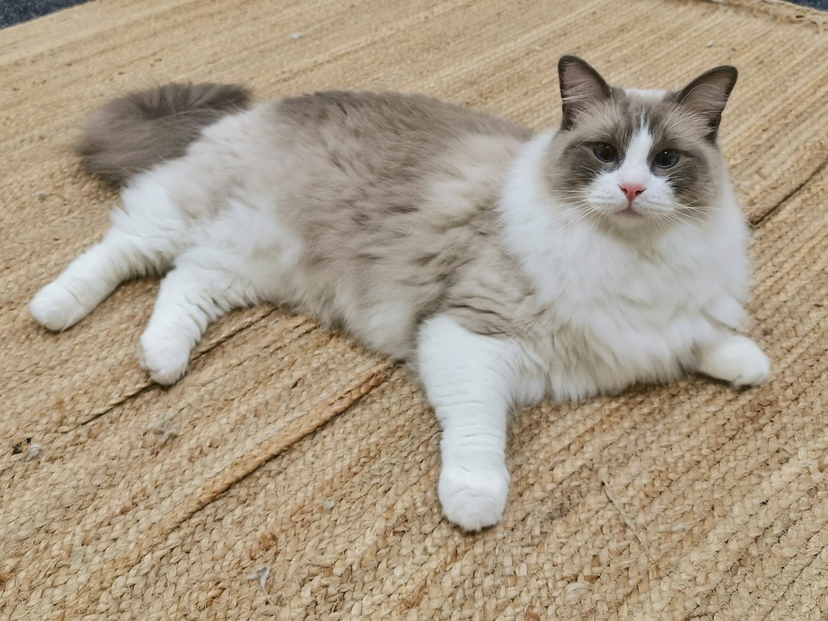 StormTheFloof's tweet photo. Happy #friyay and #caturdayeve all 💙🐾! Its another long weekend here in Mew Zealand! 

Also, my floofy mane and darker coat colours are coming back for autumn weather 🍁🍂

#CatsOfTwitter https://t.co/6uLA0SHXuN