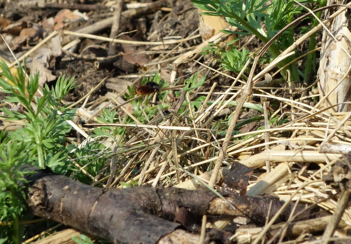 My Two-coloured mason bee (Osmia bicolor) has finished her nest in an empty snail shell now &amp; painstakingly covered the whole snail shell with small pieces of straw which she has collected nearby &amp; transported back to her nest (the last picture shows a different bee doing this).