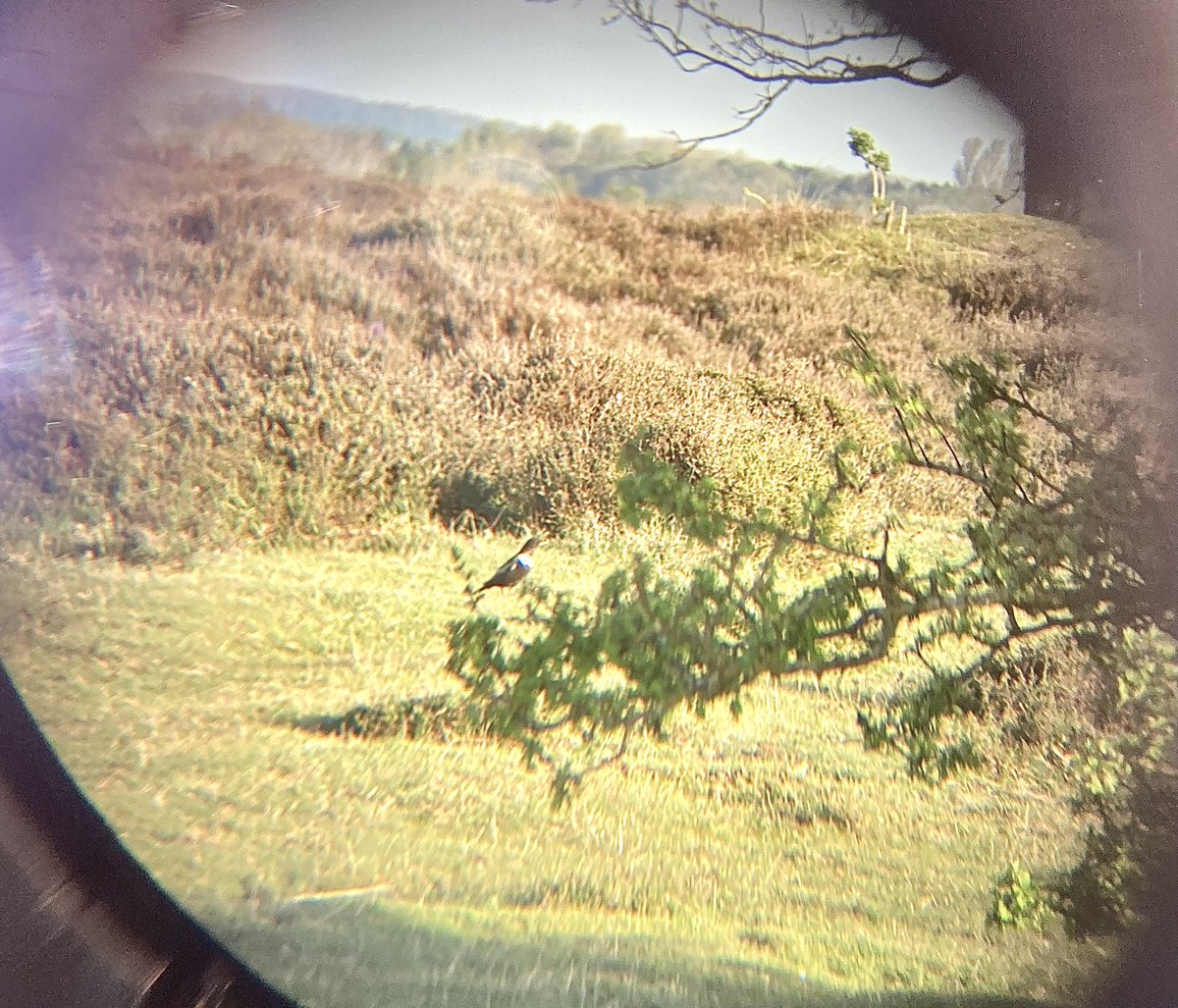 AntoineDingDong's tweet photo. I see you โRing Ouzelโ at #RoydonCommon ๐ค๐ค๐ค https://t.co/usfKrLExyr