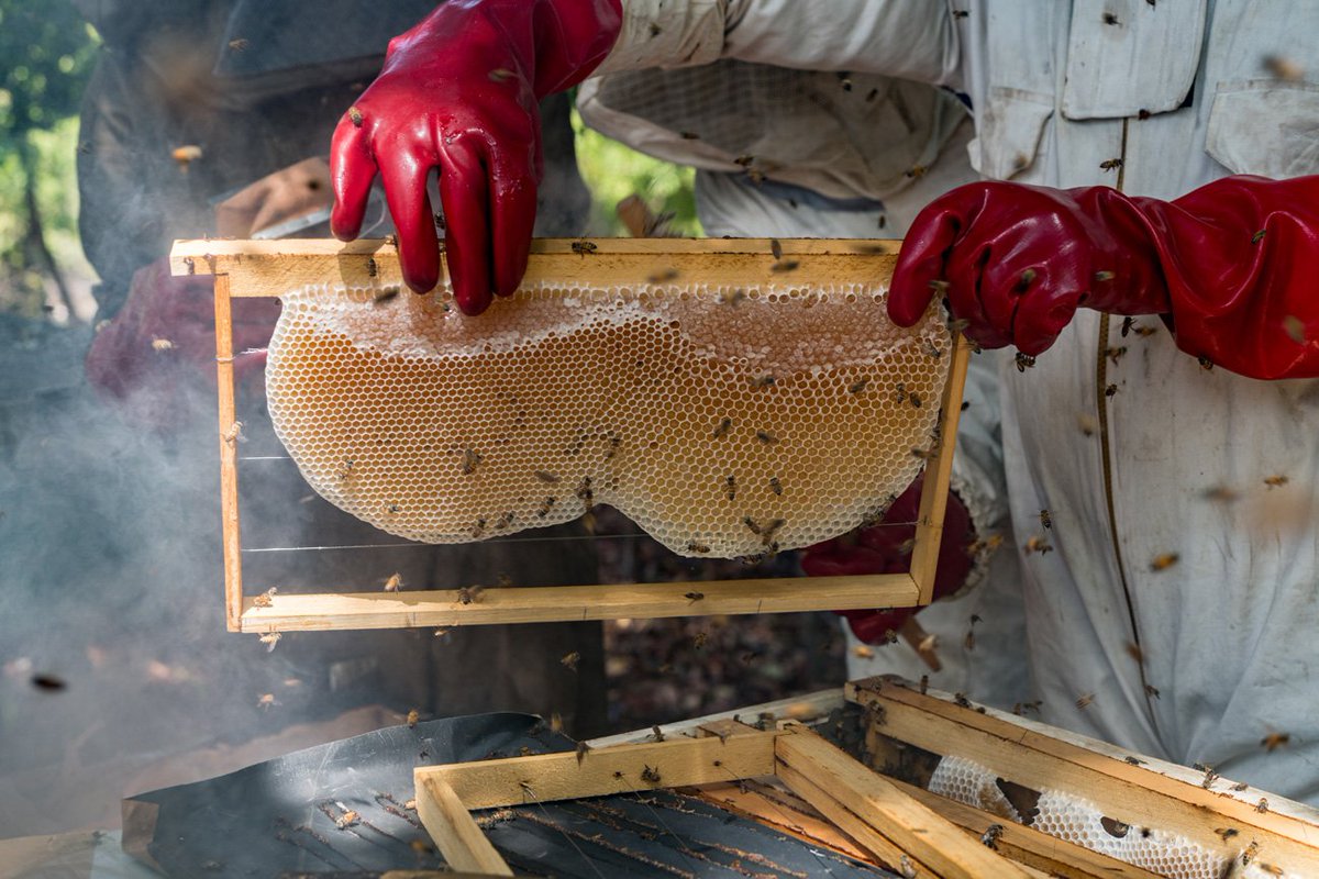 6 common BeeKeeping Mistakes 
1. Failure to feed your Colonies when needed.
2. Not Feeding  new colonies.
3. Inspecting your hives too often.
4. Failure to control Ants, Mites and other pests.
5. Harvesting Honey around the Apiary.
6. Destroying Brood combs during harvesting.