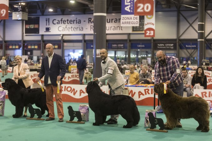 Foto cedida por World Dog Show