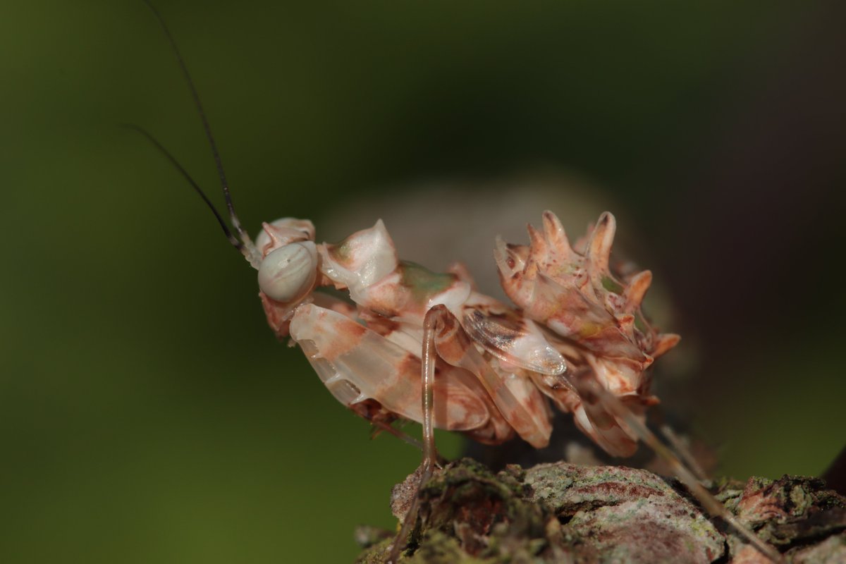 HarbsPics's tweet image. Chlidonoptera lestoni, a beautiful African species of flower mantis. #prayingmantis #mantids #insects #bug #macro #nature #wildlife #photography #mantis