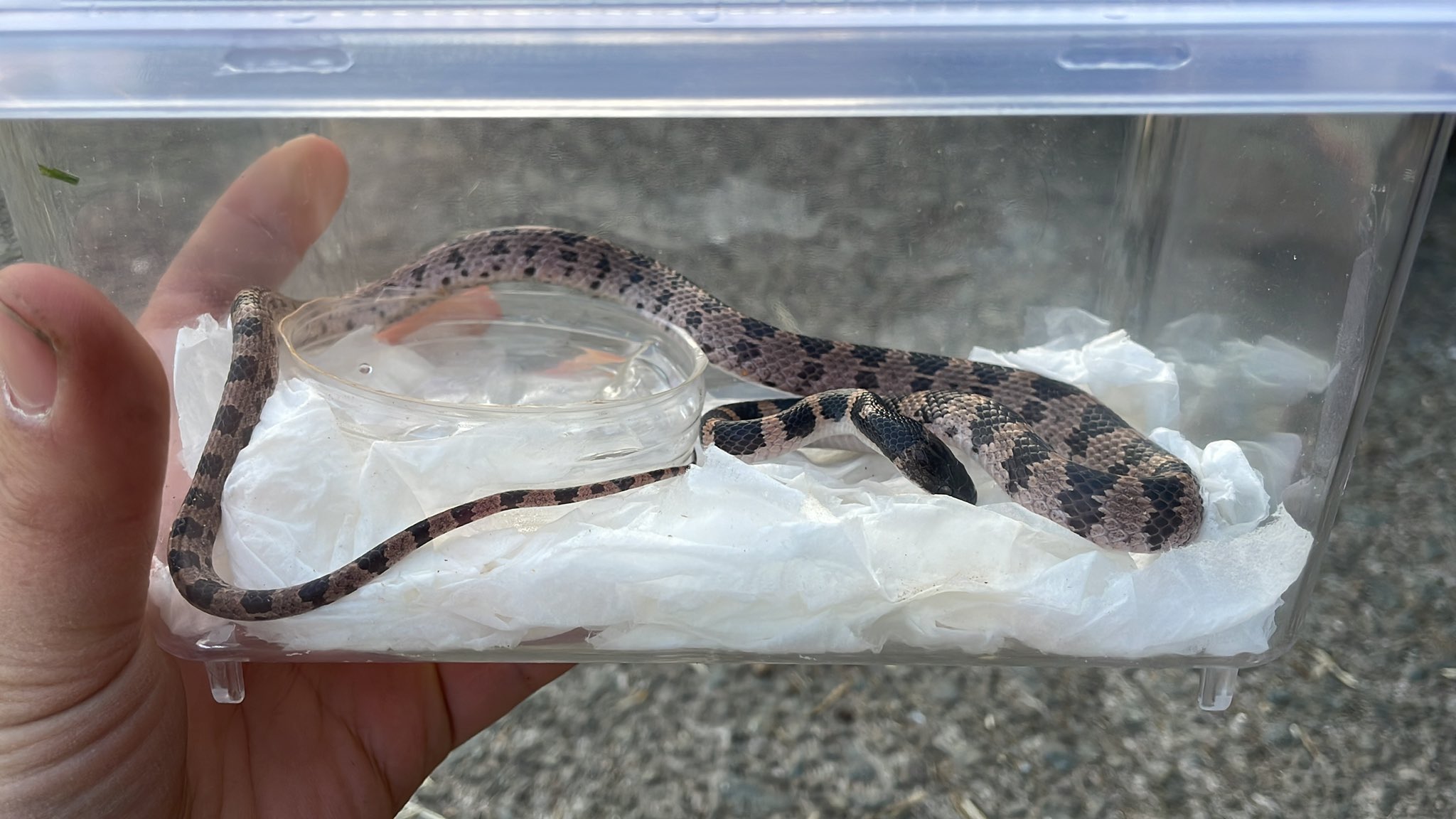 幻のヘビ Twitter Search Twitter