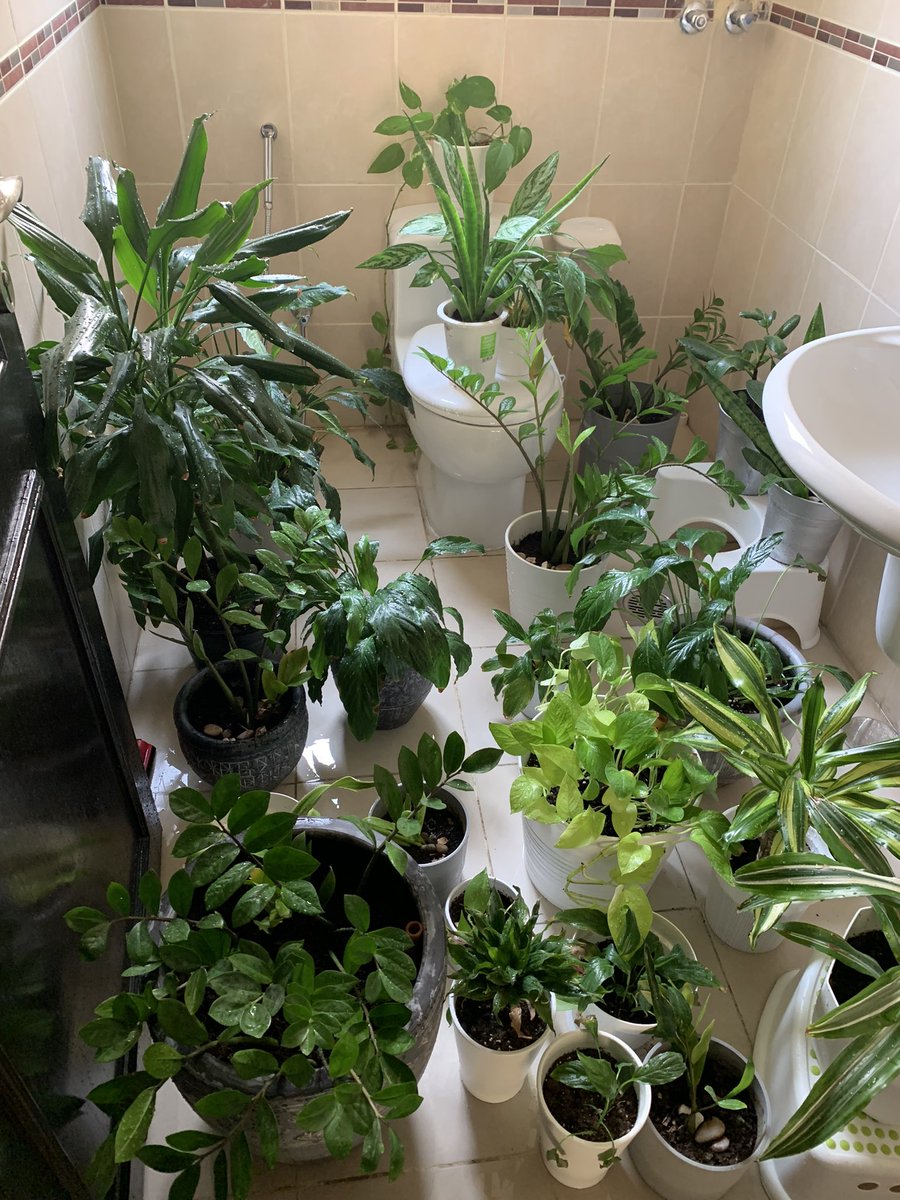 syedaz's tweet photo. Bathing houseplants is one of the most therapeutic experiences... #greenthumb https://t.co/IL87dm4QeO