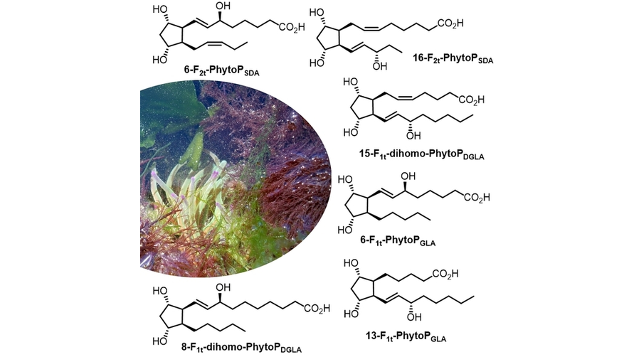 Straightforward Syntheses of Phytoprostanes and Dihomo-phytoprostanes Non-enzymatic Metabolites of gamma-Linolenic, Dihomo-gamma-linolenic and Stearidonic Acids by <a href="/camilleoger34/">Oger Camille</a> (<a href="/umontpellier/">Université de Montpellier</a> <a href="/enscmchimiemtp/">enscm chimie mtp</a> <a href="/CNRS_OccitaniE/">CNRS Occitanie Est</a>) onlinelibrary.wiley.com/doi/10.1002/ej…