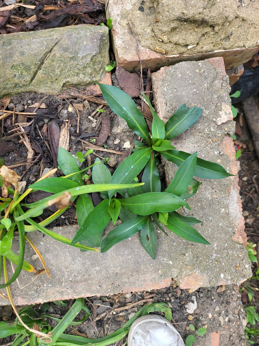 Frankie Ward tweet media